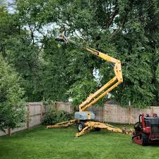 Trusted El Dorado Hills, CA  Tree Services Experts