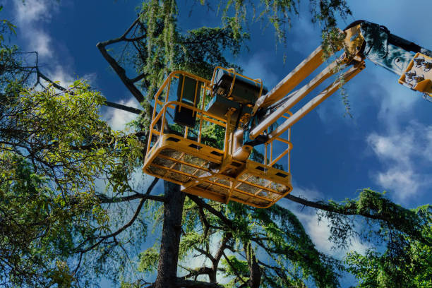 Why Choose Our Tree Removal Services in El Dorado Hills, CA?