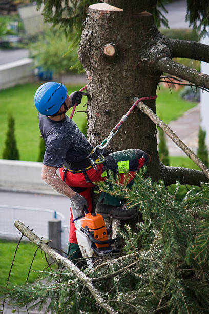 Best Tree Preservation Services  in El Dorado Hills, CA