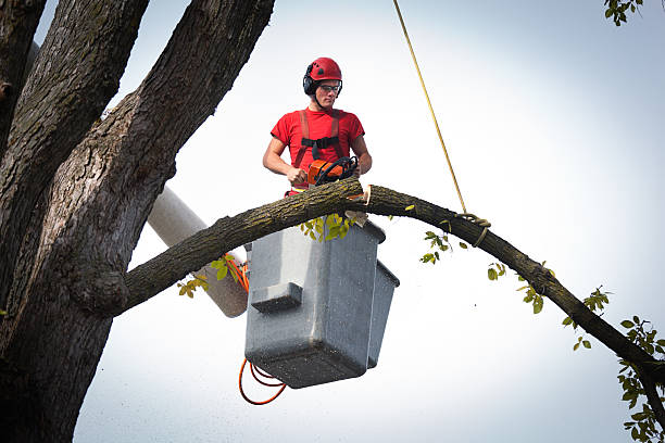 Best Tree Risk Assessment  in El Dorado Hills, CA