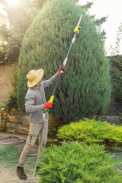 Best Tree and Shrub Care  in El Dorado Hills, CA